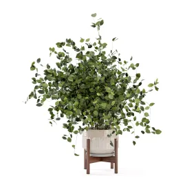 Indoor Plants in rusty Concrete Pot Set 3